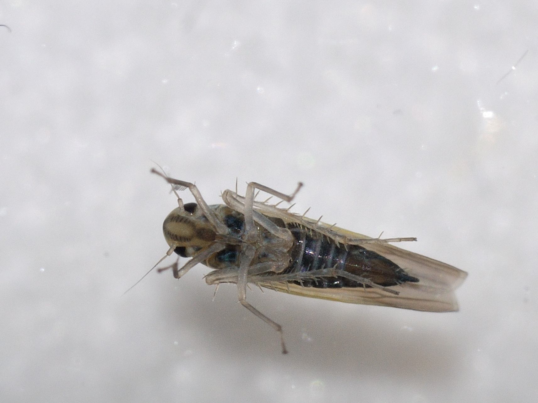 ID Cicadellidae N.3